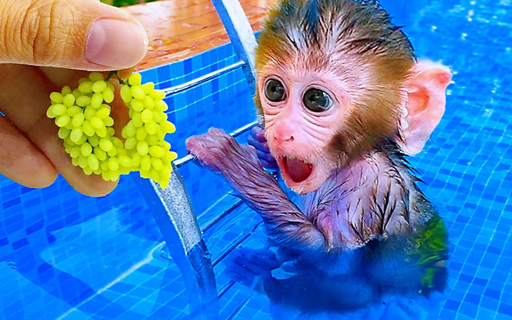 萌宠小猴子:小猴子载着迷你葡萄串去游泳,和小白一起分享