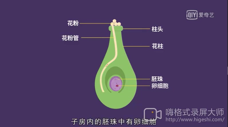 受精和结果_哔哩哔哩 (゜-゜)つロ 干杯~-bilibili