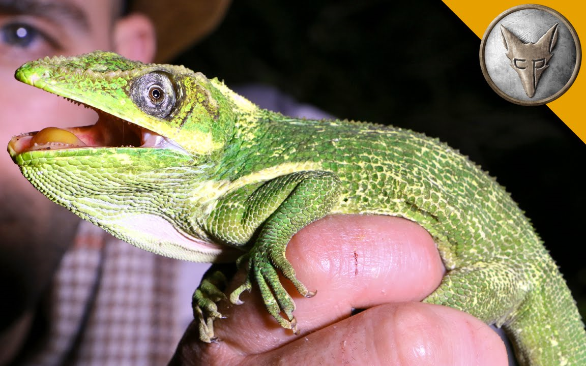 【brave wilderness】超级大的变色龙