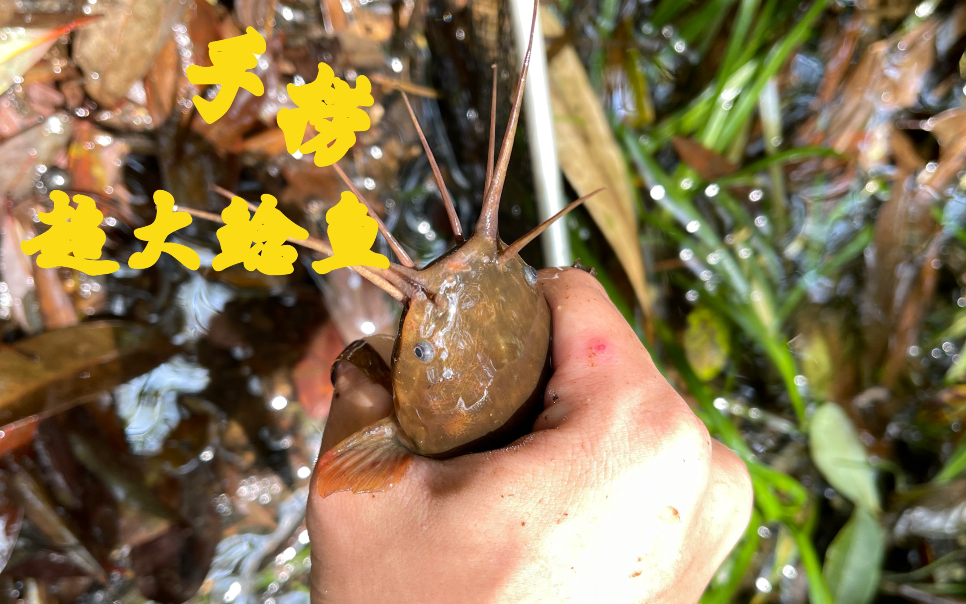 [图]中高海拔山溪野采，偶遇超大鲶鱼，并解锁新种