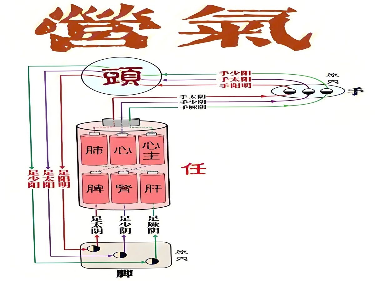 第124讲:【黄帝内经】营气的生成和运行规律哔哩哔哩bilibili