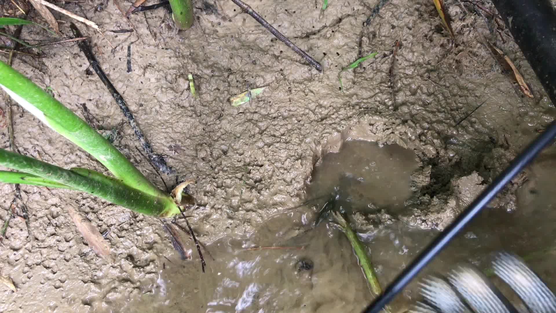 小河里水位退了下去,小伙子带上钓鱼工具去钓黄鳝,野生黄鳝几十元一斤