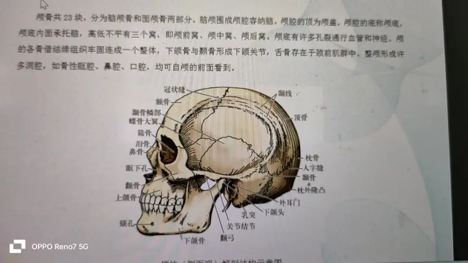 人体解剖生理学》第五十九讲颅骨及其连接_哔哩哔哩_bilibili