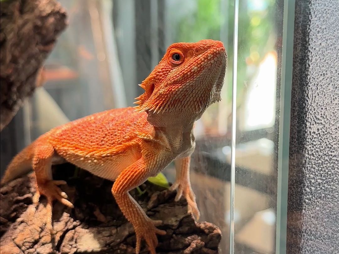 今年再养一天就不养了, 明年再养#鬃狮蜥 #蜥蜴 #异宠 #爬宠 #萌宠