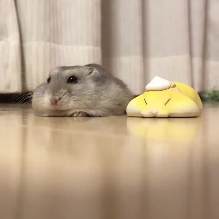 搬仓鼠鼠片系列仓鼠趴成一滩是怎么做到的