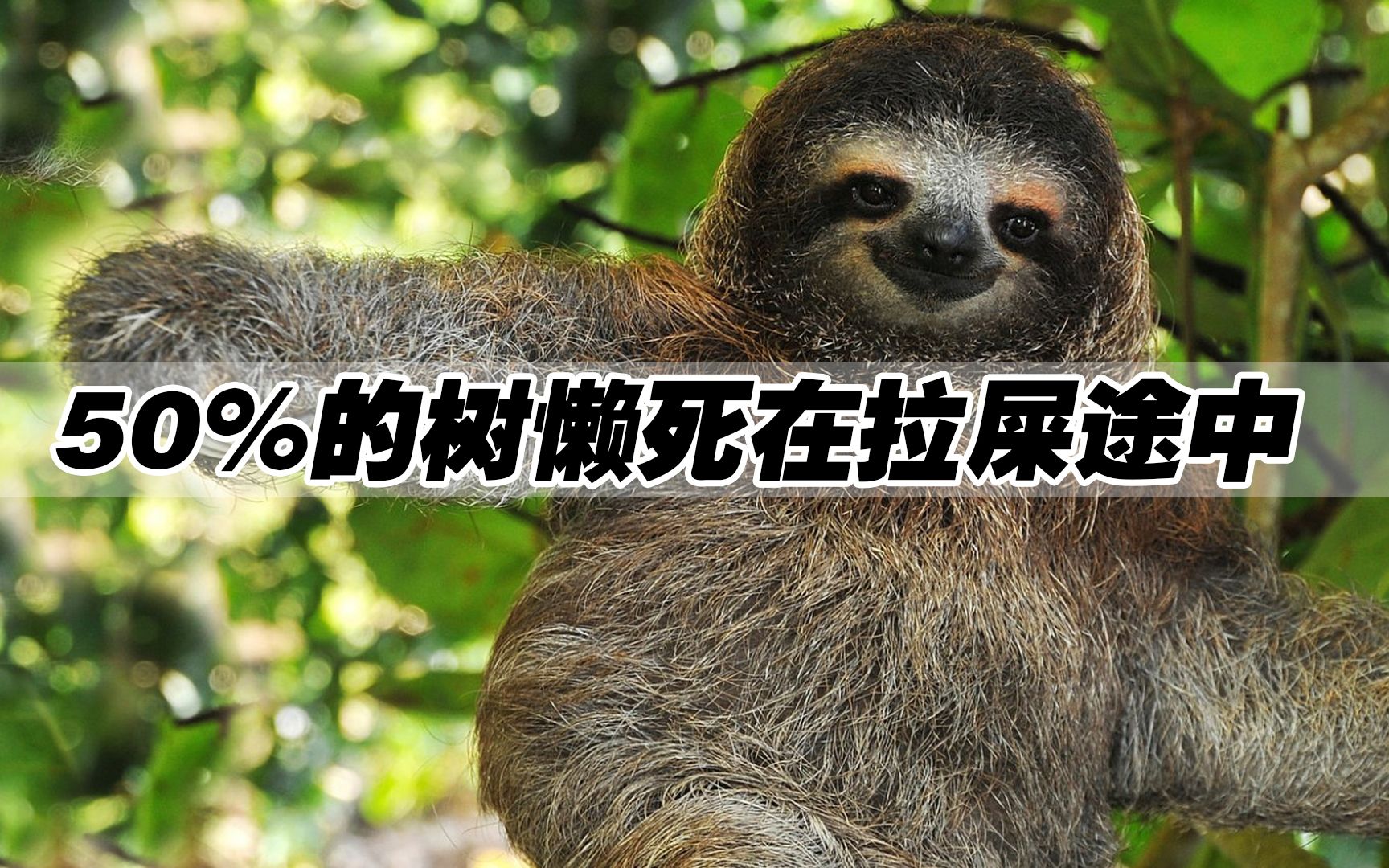 以懒出名的树懒,为何甘愿下树排便,全都是因为和它的约定_哔哩哔哩_bilibili