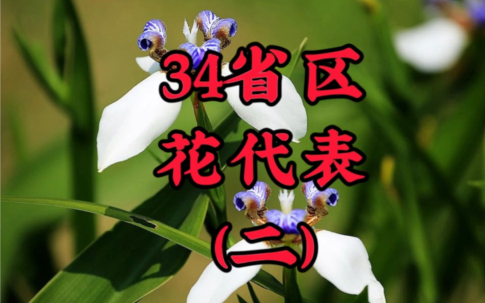 省花!各省区的代表花.