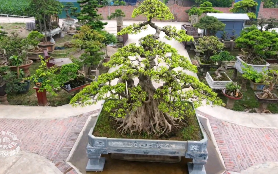 [图]航拍盆景基地镇院之宝级别的巨型老桩盆景，壮观雄伟，伟岸大气！