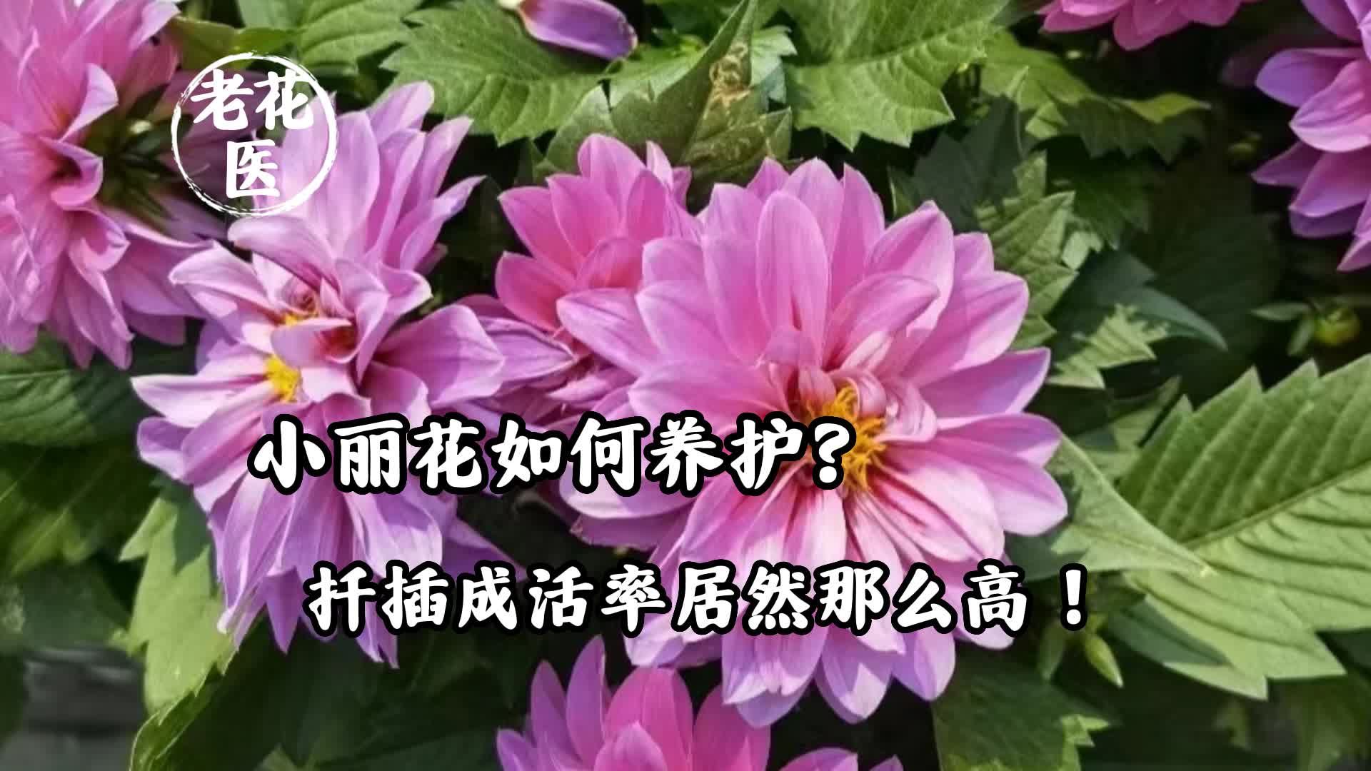 小丽花如何养护?扦插成活率居然那么高!哔哩哔哩bilibili