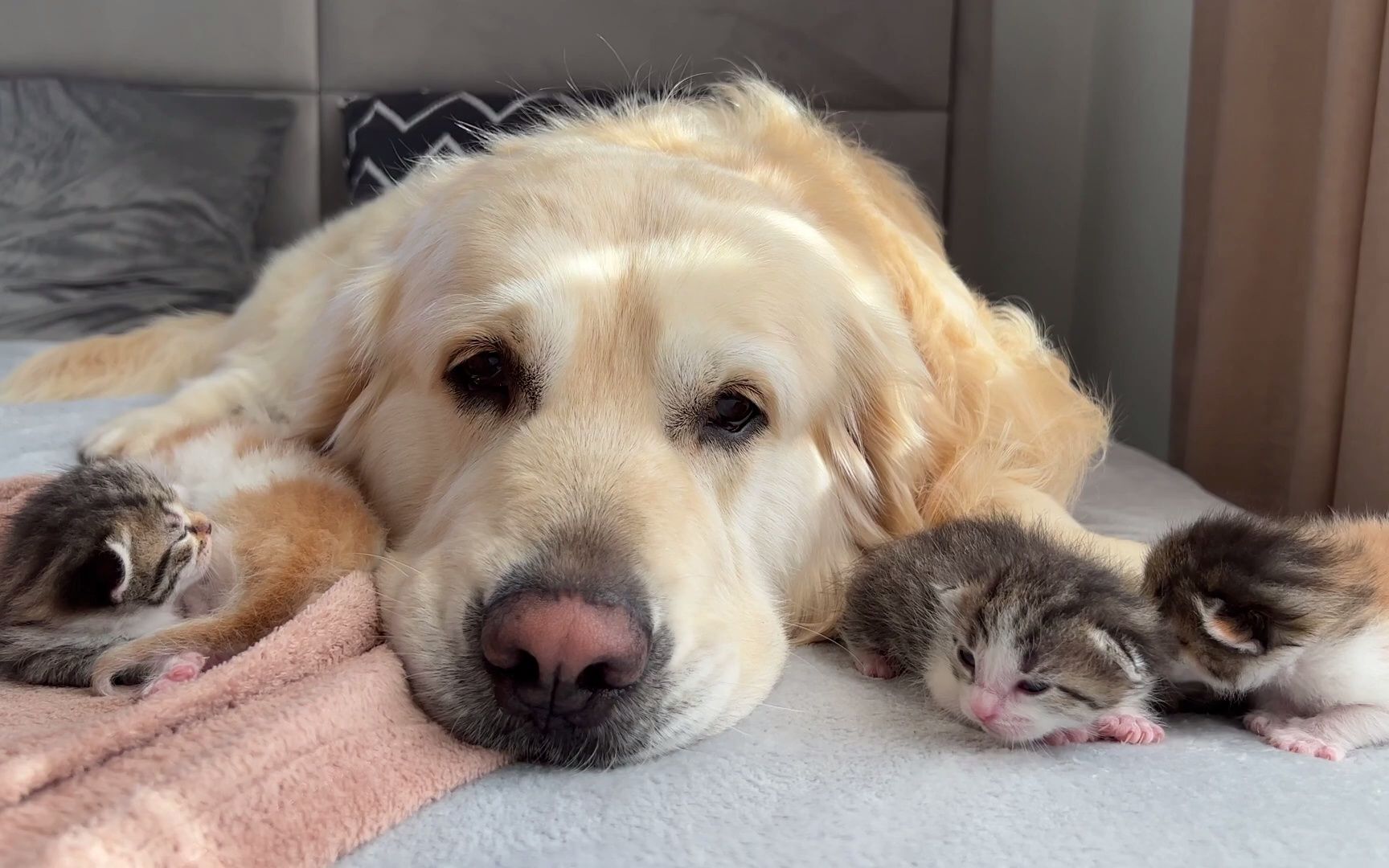 可爱的金毛和猫咪宝宝