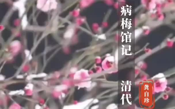 病梅馆记 很有现实意义的一篇哲理性古文.哔哩哔哩bilibili