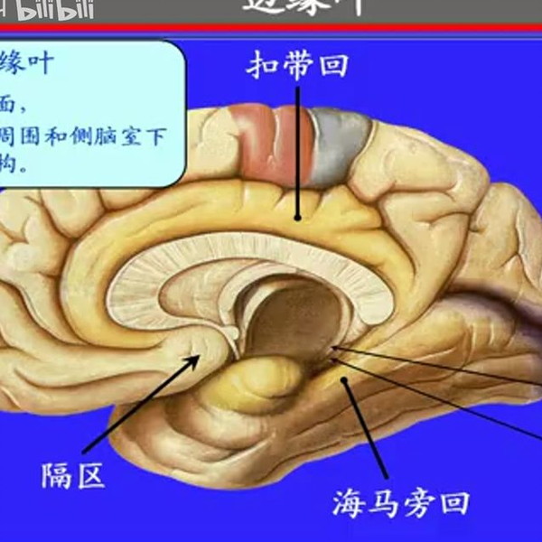 142.边缘系统——系统解剖学、局部解剖学——这一套就够了_哔哩哔哩_bilibili