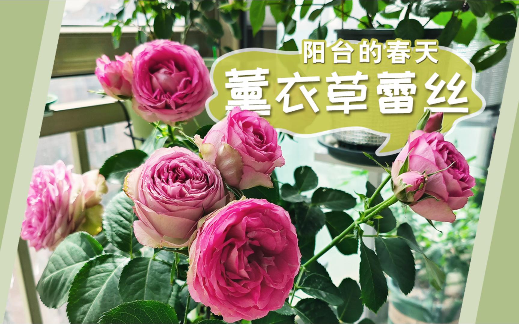 封闭阳台那些花:风沙中的薰衣草蕾丝哔哩哔哩bilibili