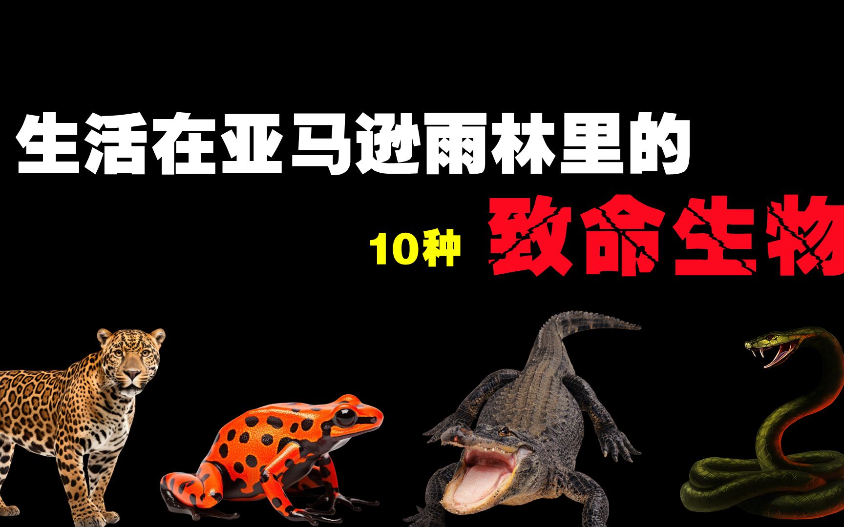 生活在亚马逊雨林里的10种致命生物,你见过10米长的大蟒蛇吗?哔哩哔哩bilibili