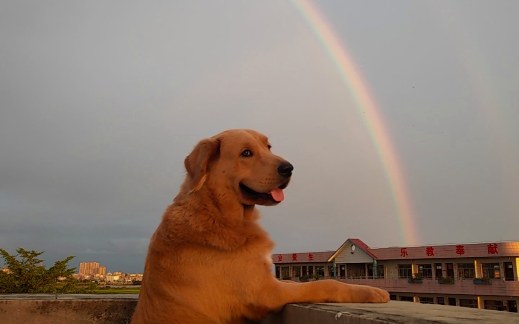 狗生第一次看彩虹