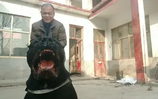普蕾萨加纳利犬 搜索结果 哔哩哔哩 Bilibili 普蕾萨加纳利犬 搜索结果 哔哩哔哩 Bilibili