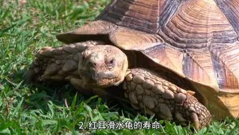 红耳滑水龟养殖入门指南：你需要知道的一切