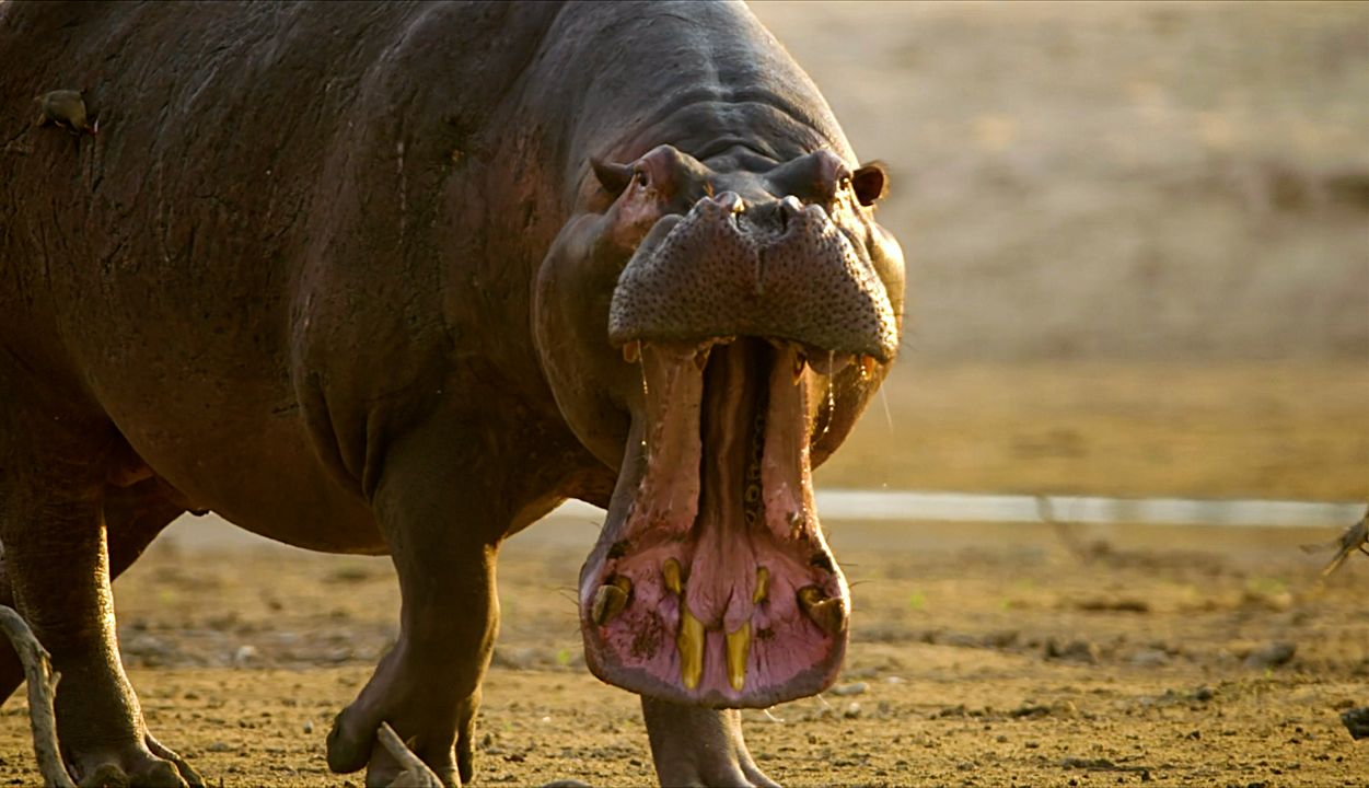 河马造粪能力惊人,吃得多也拉得多
