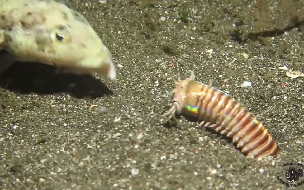 海洋怪虫鱼的噩梦!“我用自己当诱饵钓鱼”神奇矶沙蚕哔哩哔哩bilibili