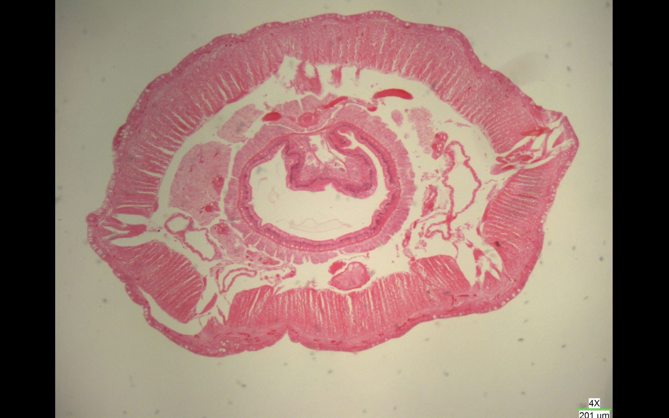 环毛蚓横切面图图片