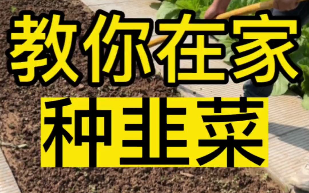 韭菜种植方法,韭菜根种植方法.哔哩哔哩bilibili