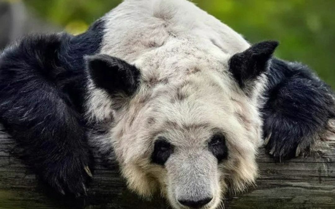 旅美熊猫丫丫骨瘦如柴,网友呼吁提前接回国