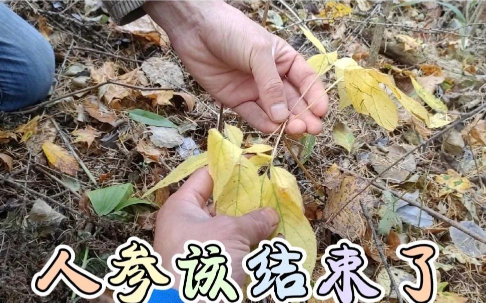 小陈去山里挖人参,现在参叶子已经黄啦,季节到了人参该结束咯哔哩哔哩bilibili