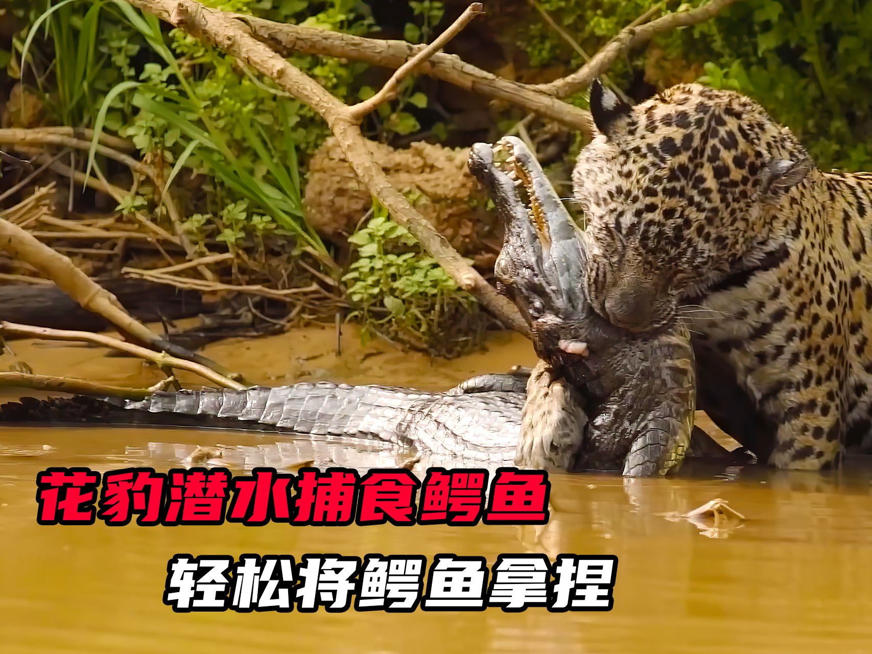 花豹潜水捕食鳄鱼,力量真是大得惊人,轻松就将鳄鱼拿捏