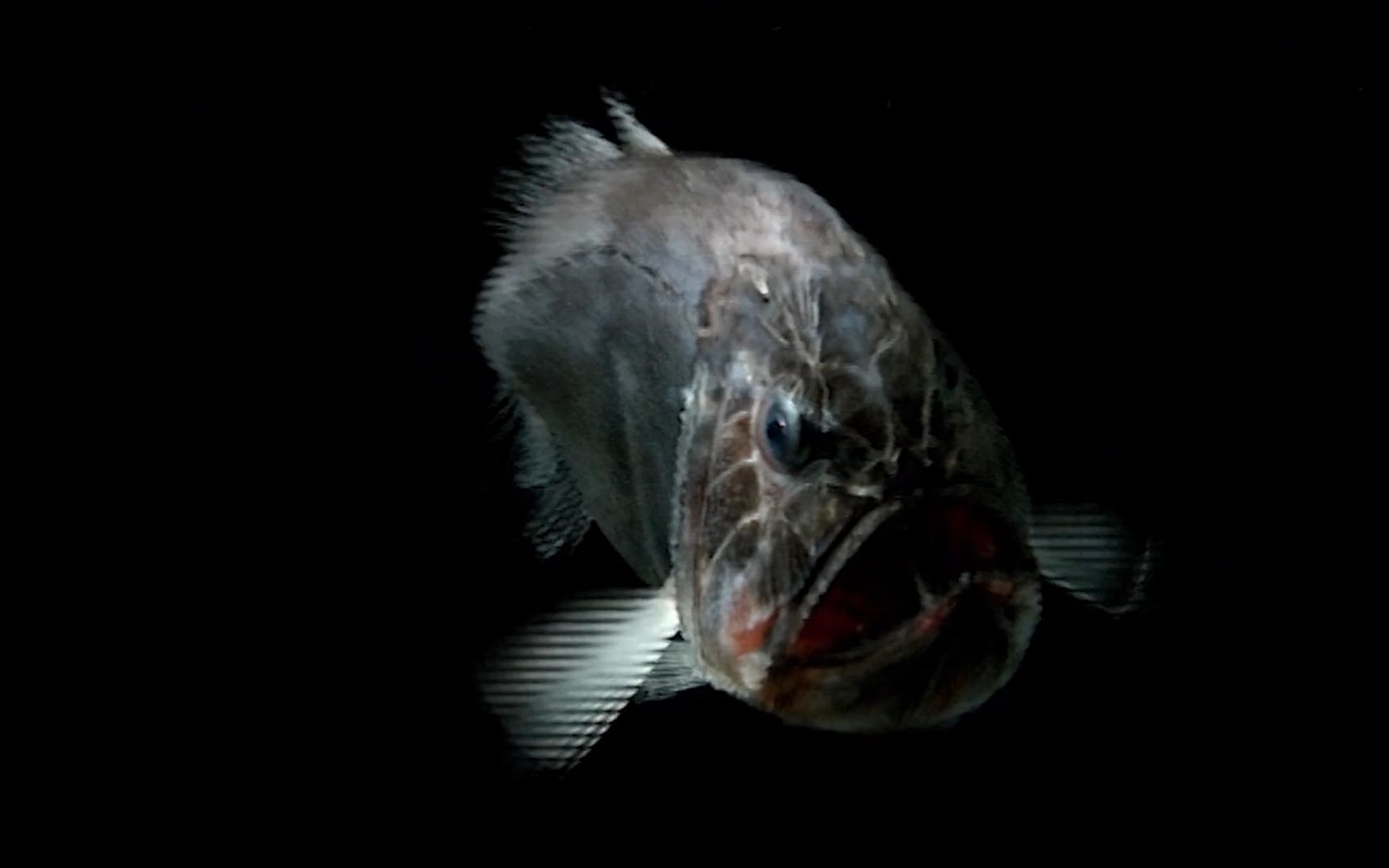 无光层1尖牙鱼batch