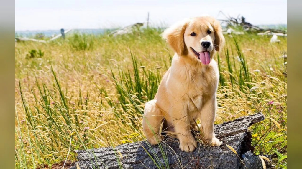 夏天草地上的狗狗.