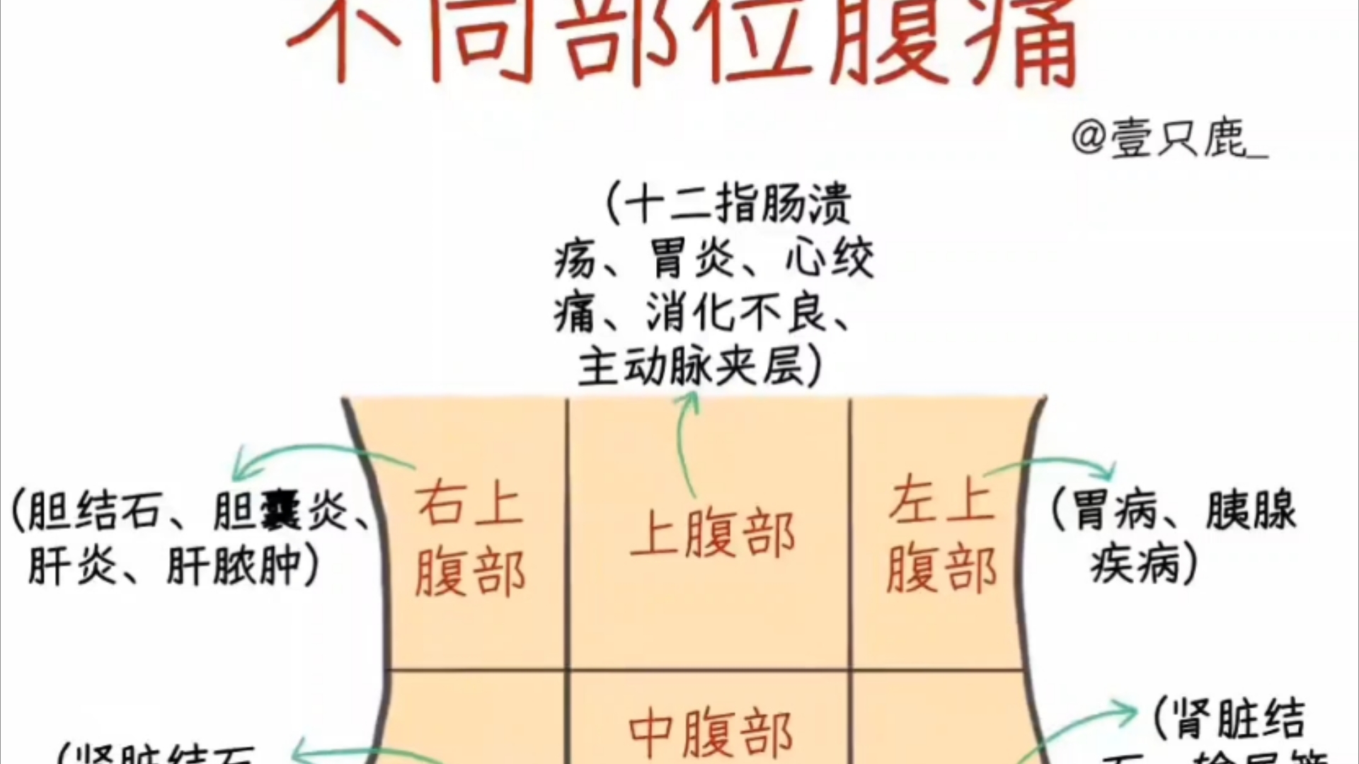 不同的部分腹疼知识,养生气血,医学科普.哔哩哔哩bilibili