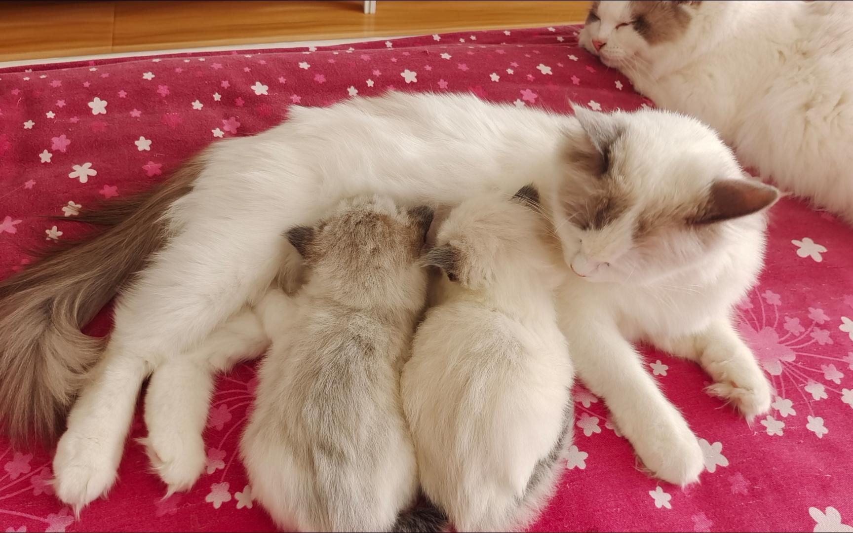 努力吃奶的猫宝宝们