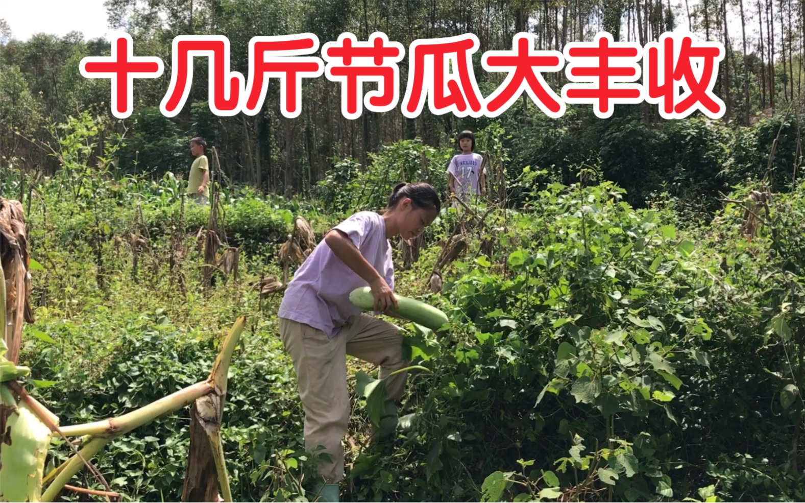 留守农村宝妈自种的节瓜大丰收 4条十几斤 晚餐滚瘦肉节瓜汤哔哩哔哩bilibili