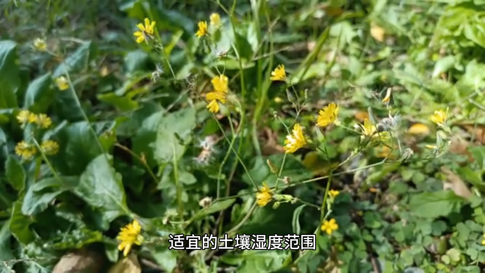 草药柴胡种植土壤湿度管理哔哩哔哩bilibili