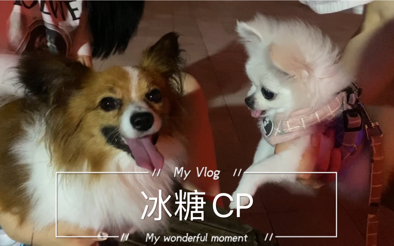 博美棉花糖真是团宠啊冰糖cp诞生