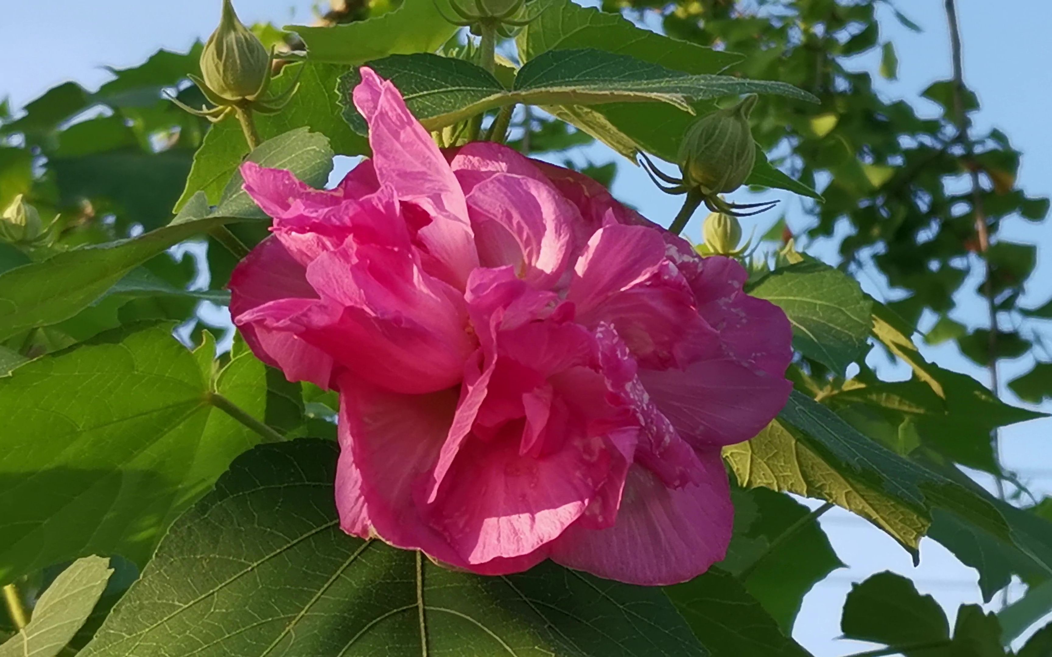 芙蓉花即木芙蓉,成都“蓉城”和湖南“芙蓉国”之名均跟它有关哔哩哔哩bilibili