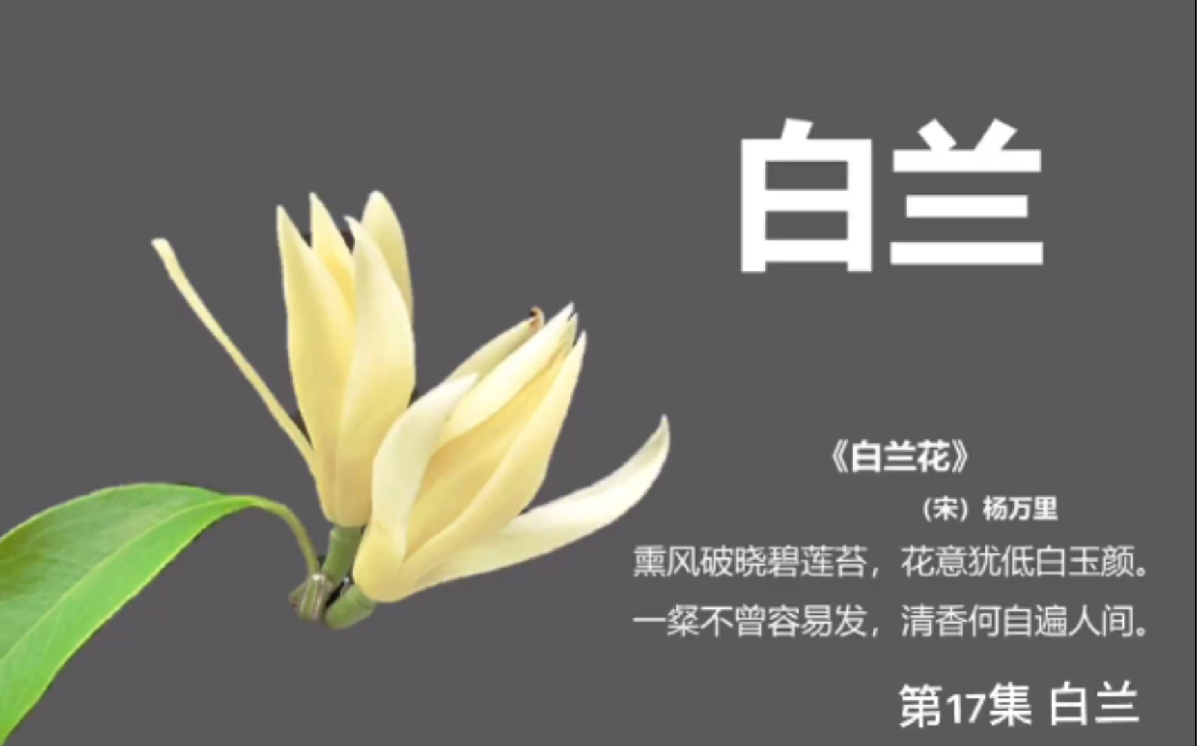 [图]白兰花，浓郁的香味，让我想起天桥上卖鲜花手串的老奶奶