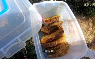 Tải video: 兄弟们抓蜂结束钓鱼开始了，最后一天又挖了10野生蜂蜜