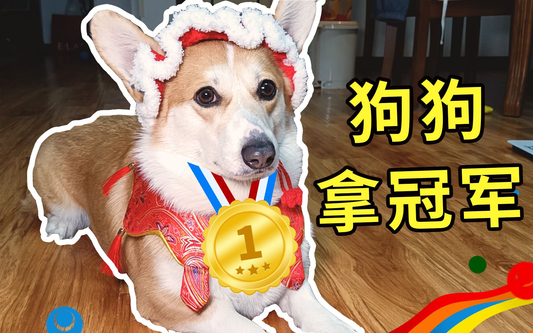 柯基狗狗拿冠军,冬奥会冰墩墩加油!
