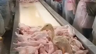 给它个痛快吧