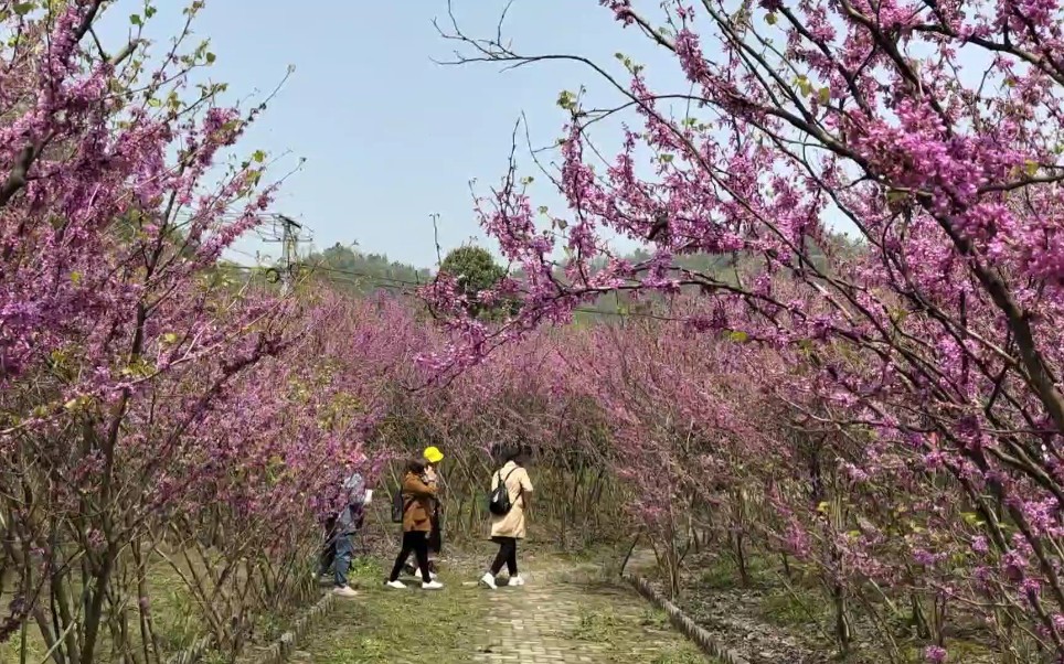 [图]紫荆花林