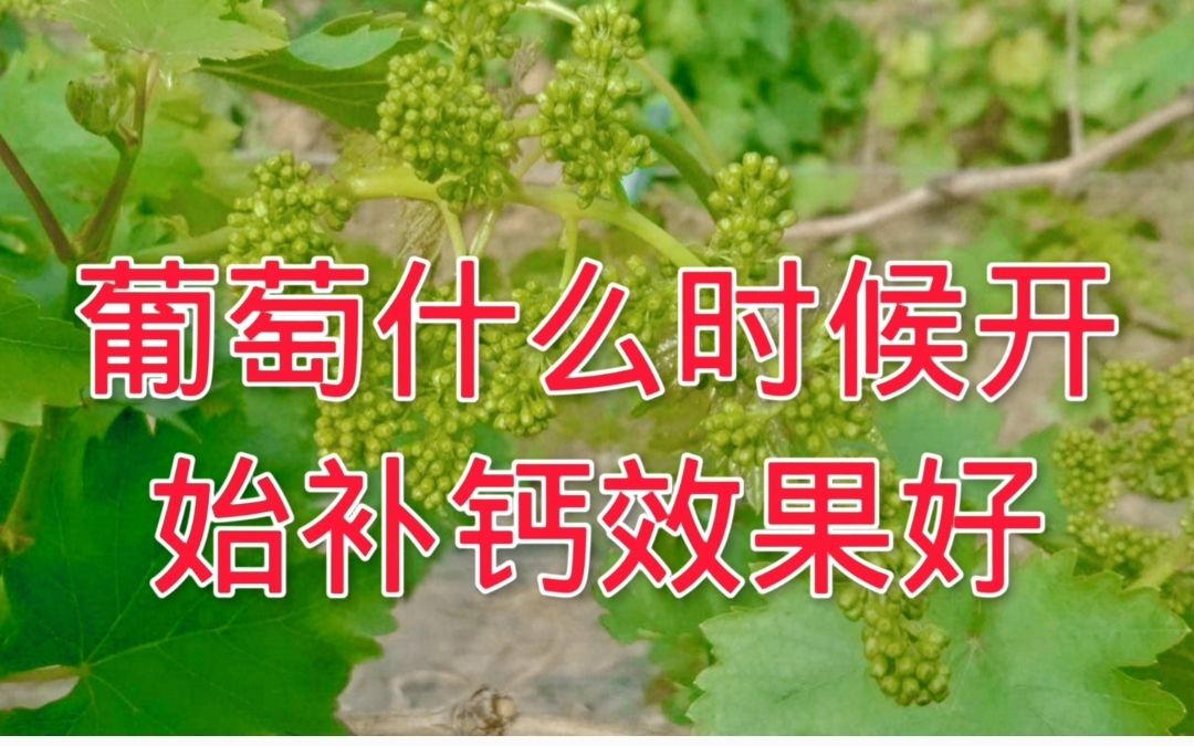 葡萄什么时候开始补钙效果好?哔哩哔哩bilibili