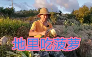 下载视频: 地里吃菠萝