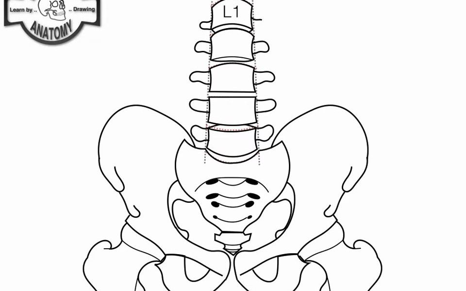骨盆手绘解剖图图片