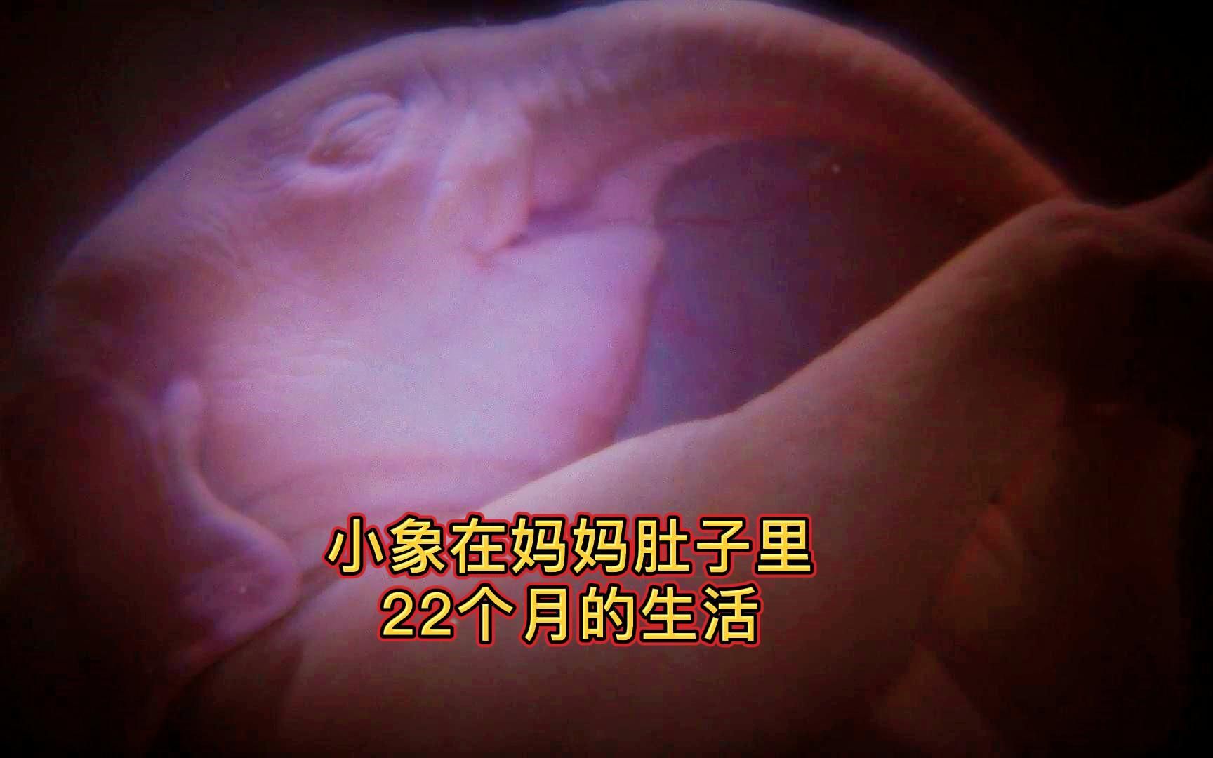 小象要在妈妈肚子里度过漫长的22个月,练习吃奶解闷奶嘴就地取材哔哩哔哩bilibili