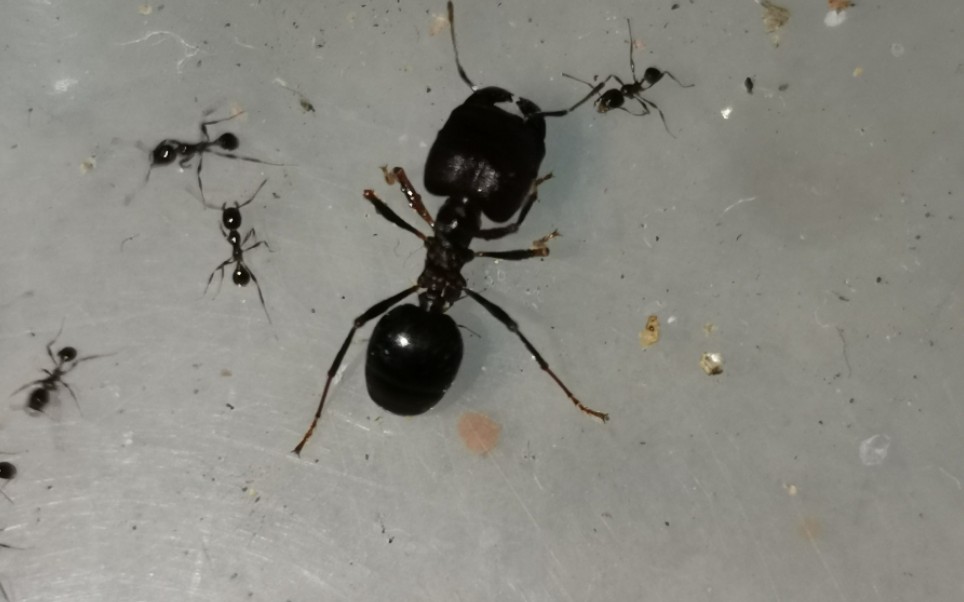 全异盲切叶蚁喂食