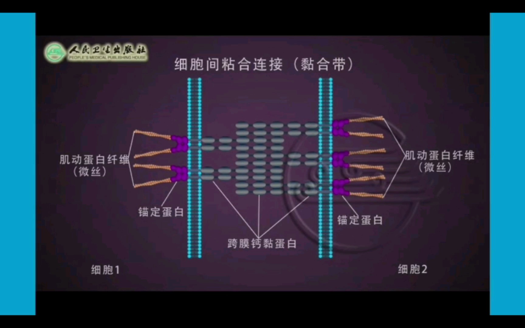 【细胞生物学】微丝及中间纤维参与锚定连接哔哩哔哩bilibili