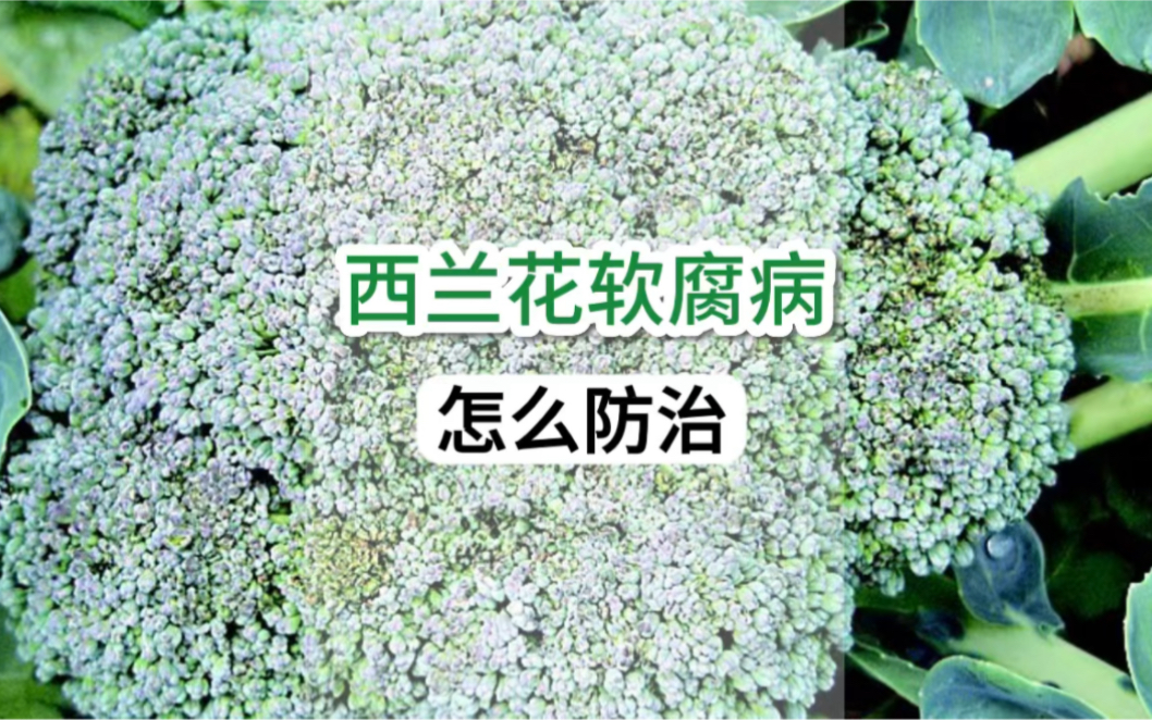 西兰花软腐病怎么防治?