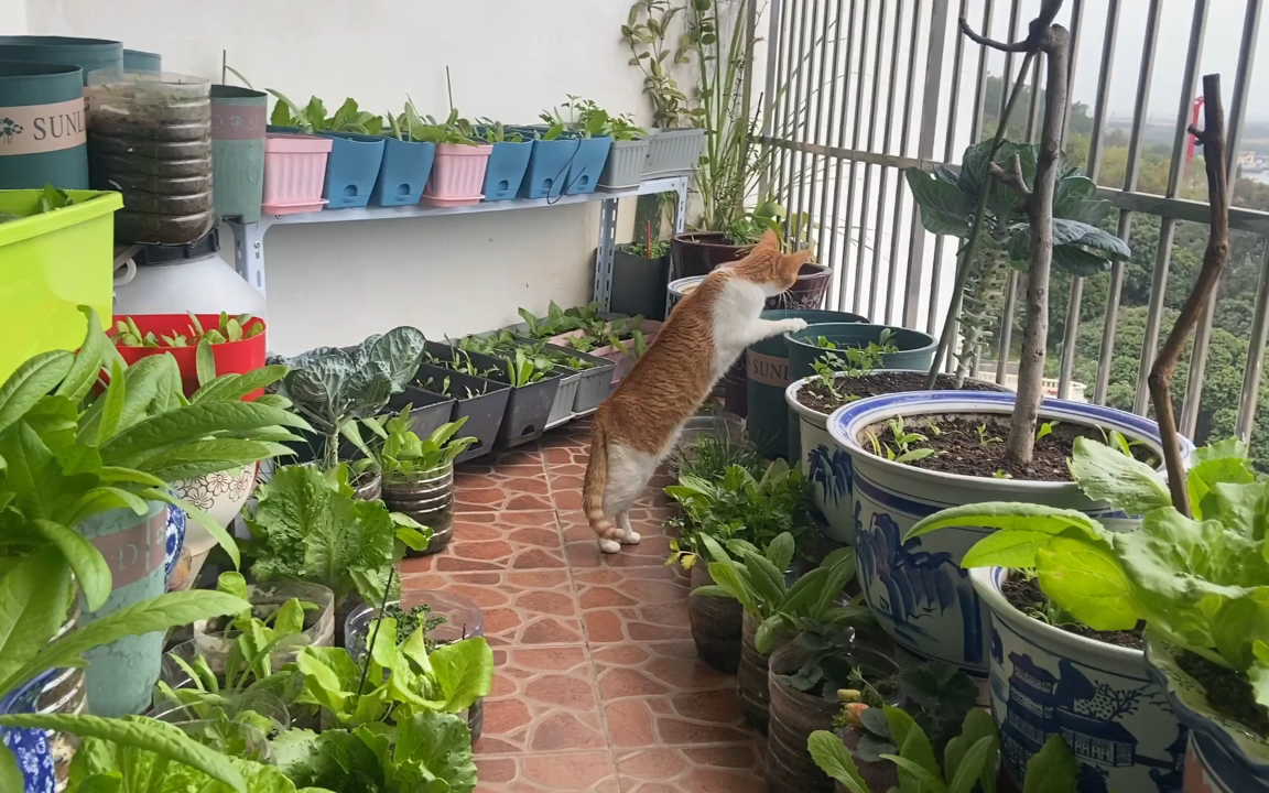 阳台种菜养鹌鹑.实录公,母鹌鹑习性,只留养母鹌鹑饲养.