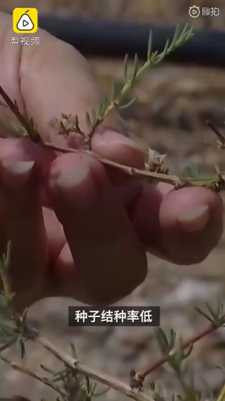 内蒙古发现世界濒危野生植物裸果木,将进行人工繁育!哔哩哔哩bilibili